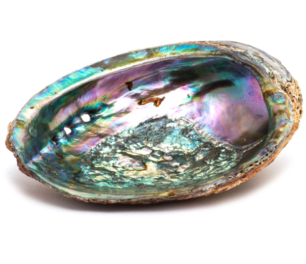 Abalone